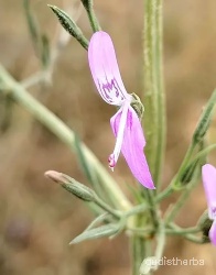 Peristrophe bicalyculata flower11.jpg